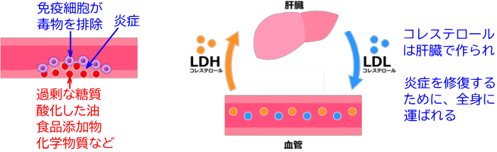 コレステロールのはたらき